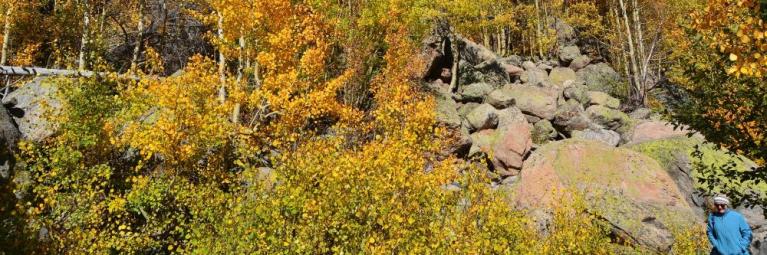 A solo hiker going through a giant areas of yellow aspen trees at the peak of fall